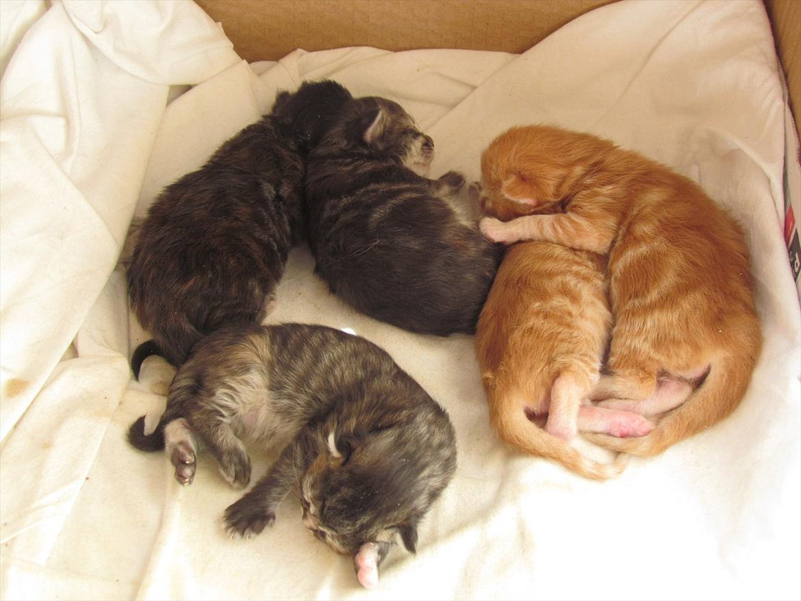 Maine Coon Simba billede 13