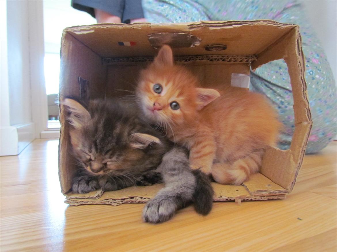 Maine Coon Spaghetti billede 18