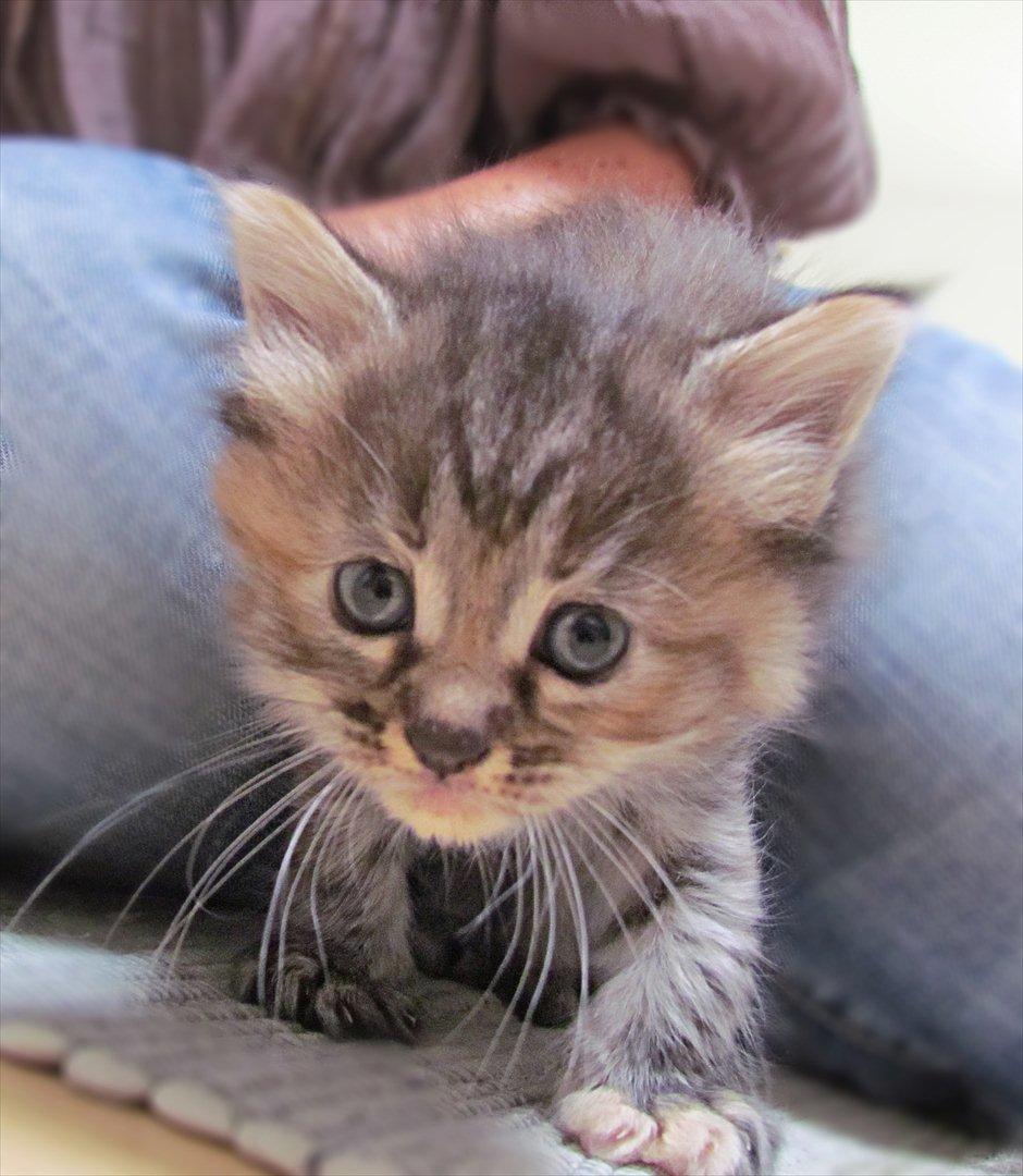 Maine Coon Kabuki billede 2