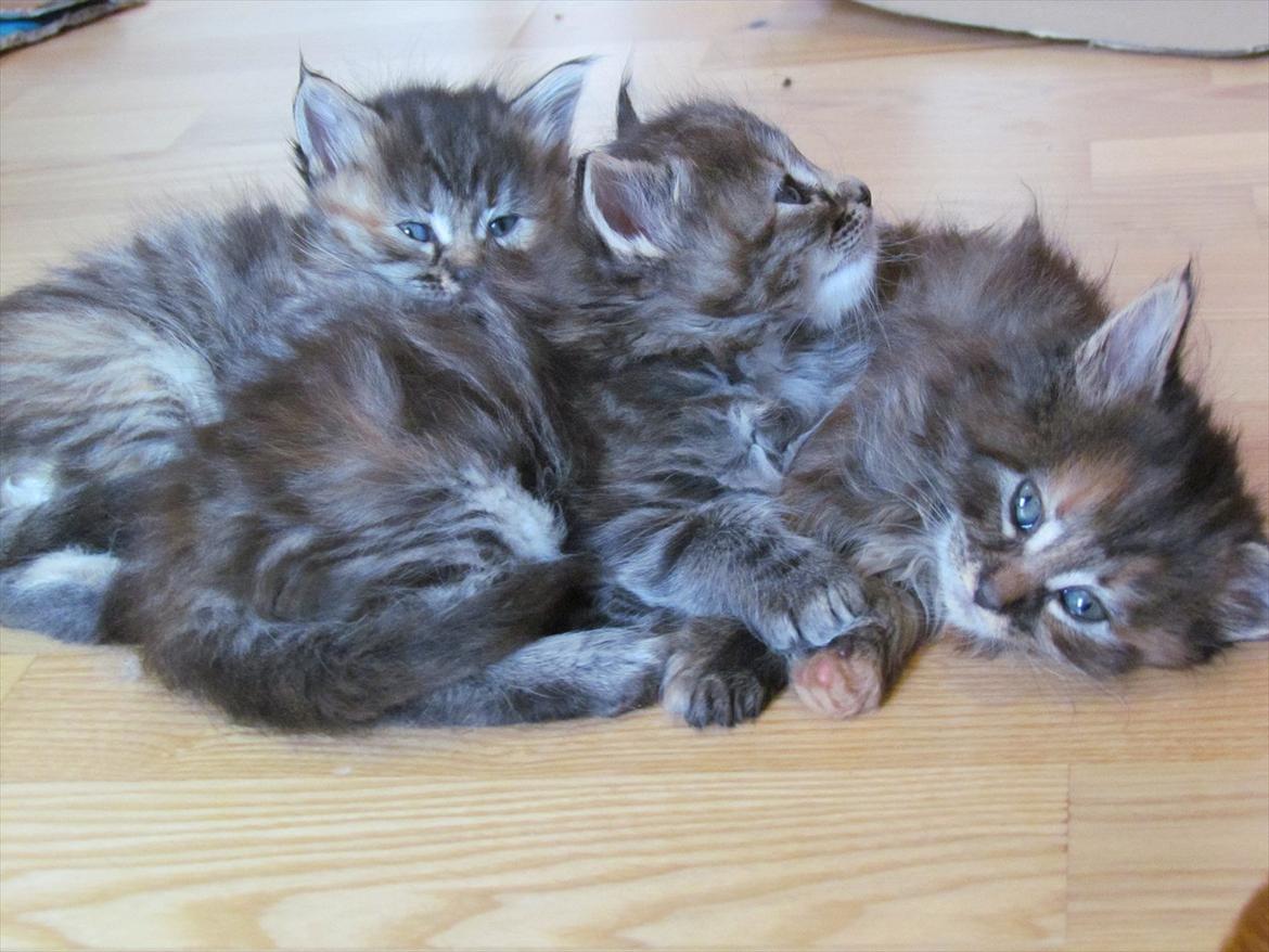 Maine Coon Kabuki - Kabuki sammen med sine søstre! ;) billede 3