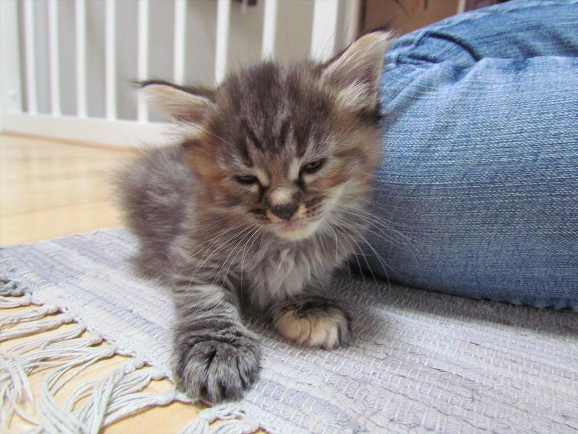 Maine Coon Kabuki billede 4