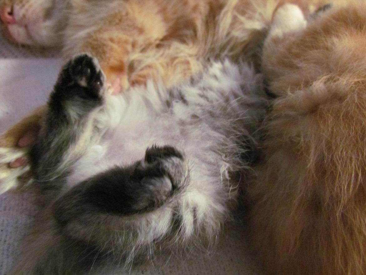 Maine Coon Kabuki - Hun drikker på hovedet, lille ven haha billede 5