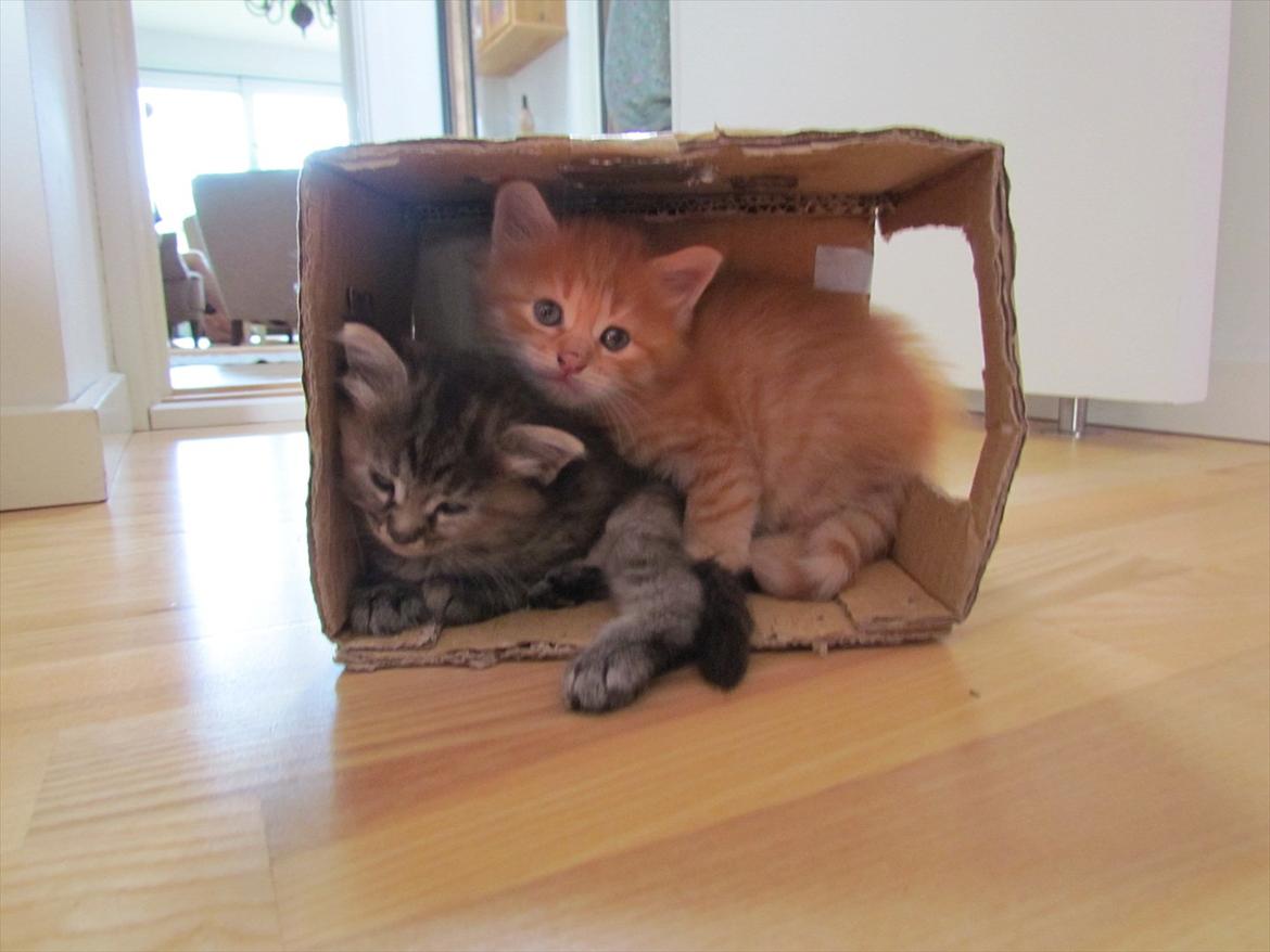 Maine Coon Kabuki - Bliver mast af lillebror ^^ billede 6