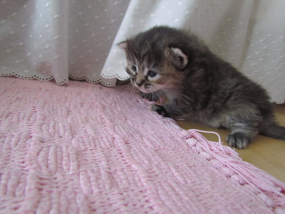 Maine Coon Kabuki billede 8