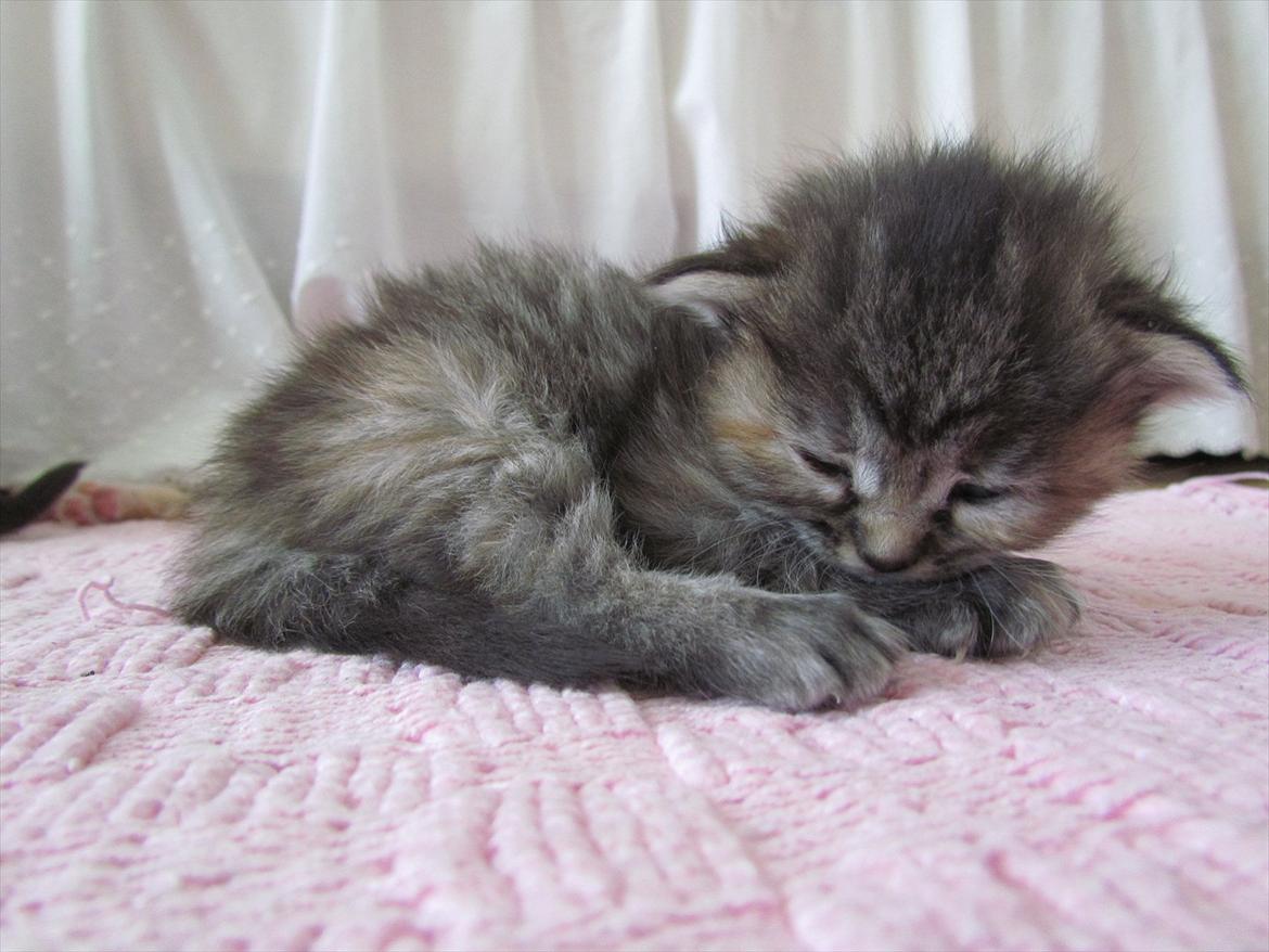 Maine Coon Kabuki - Aww.. Putte! billede 10