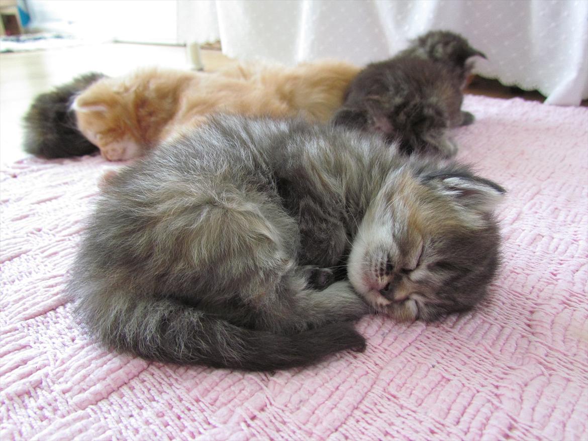 Maine Coon Kabuki billede 11