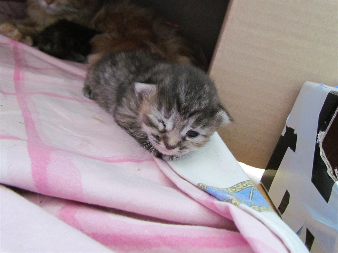 Maine Coon Kabuki billede 13