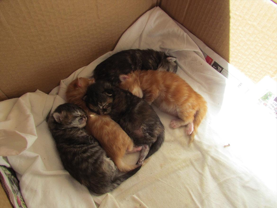 Maine Coon Kabuki billede 14