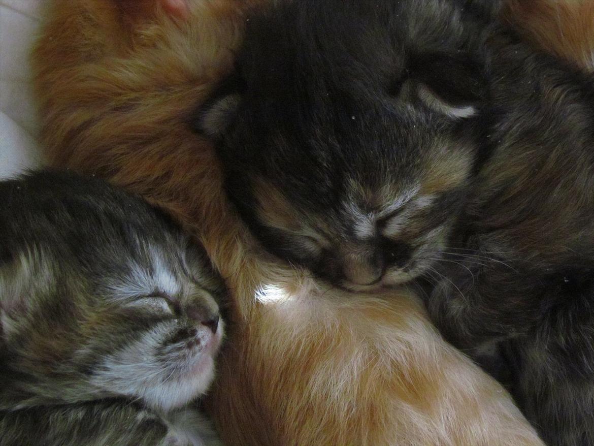 Maine Coon Kabuki - Nurh, lille Bailey og Kabuki! <3 billede 15