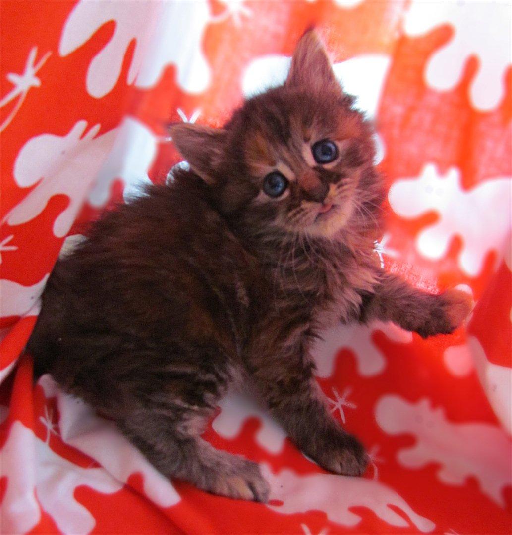 Maine Coon Bailey billede 3