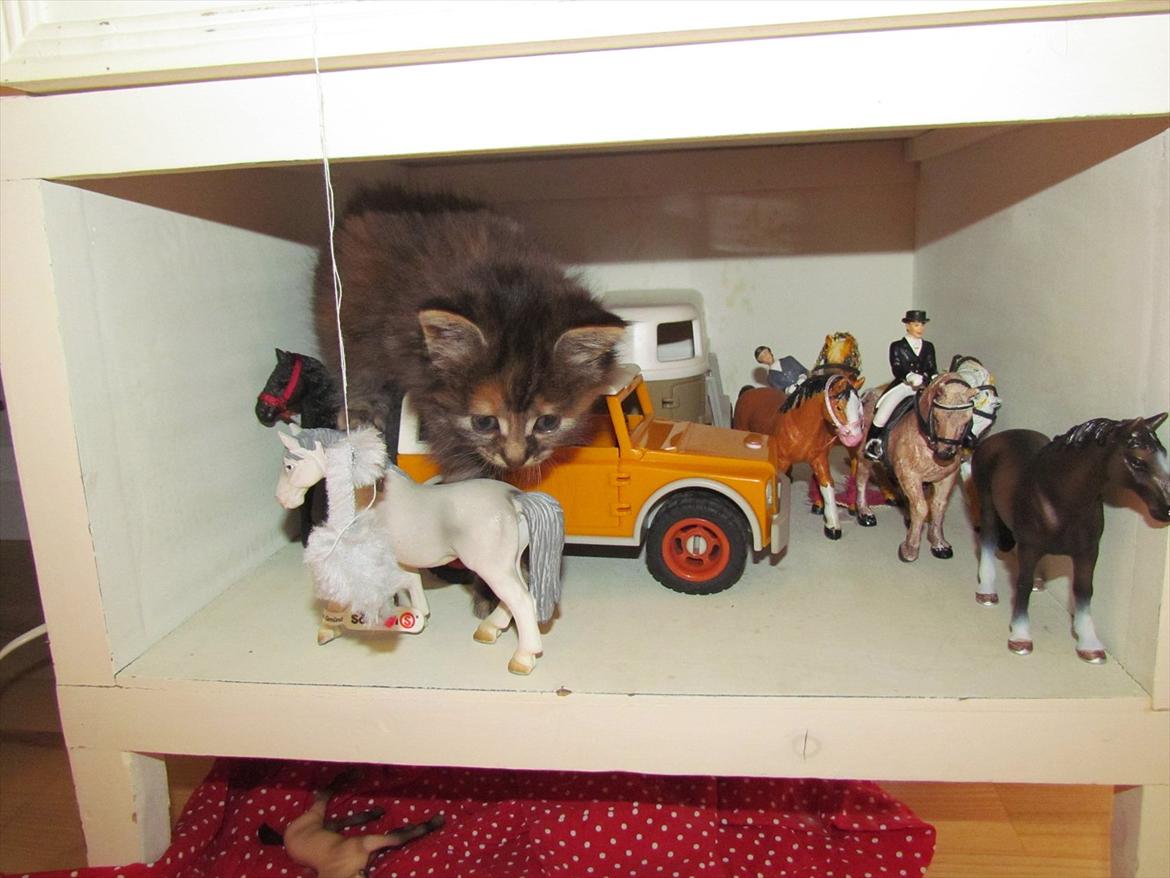 Maine Coon Bailey - De bliver ved med at forskrække mig om natten fordi de vælter de ting ned xD billede 4