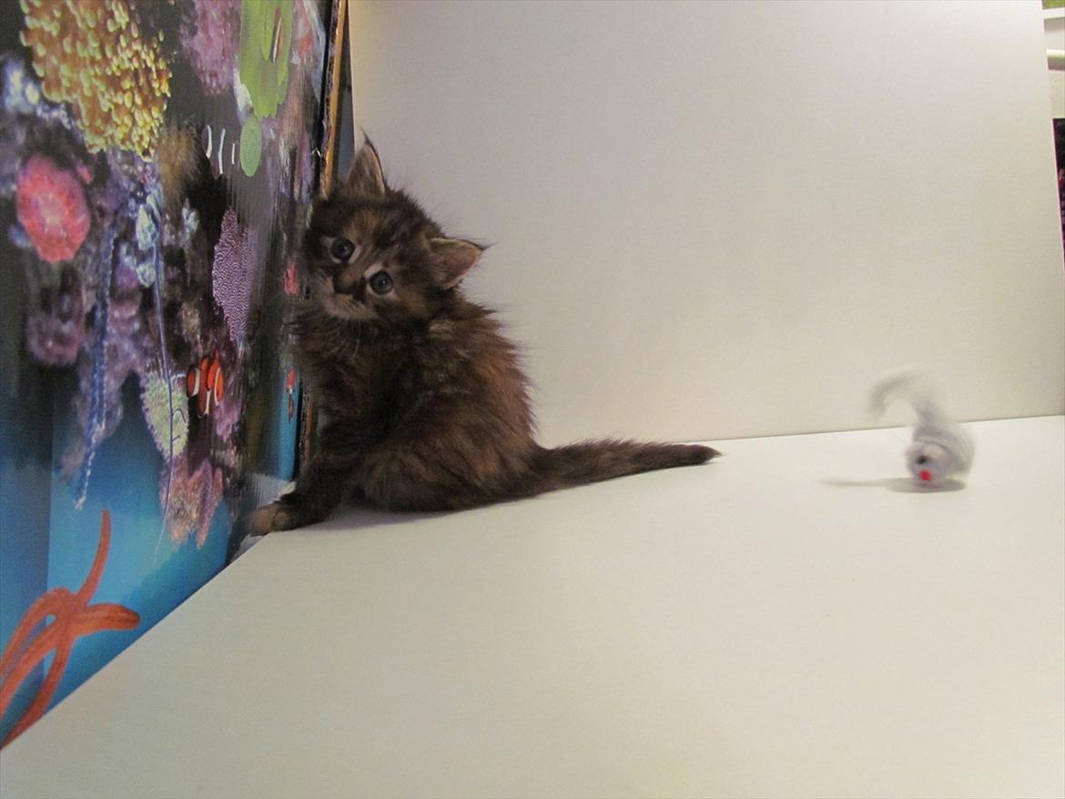 Maine Coon Bailey billede 5