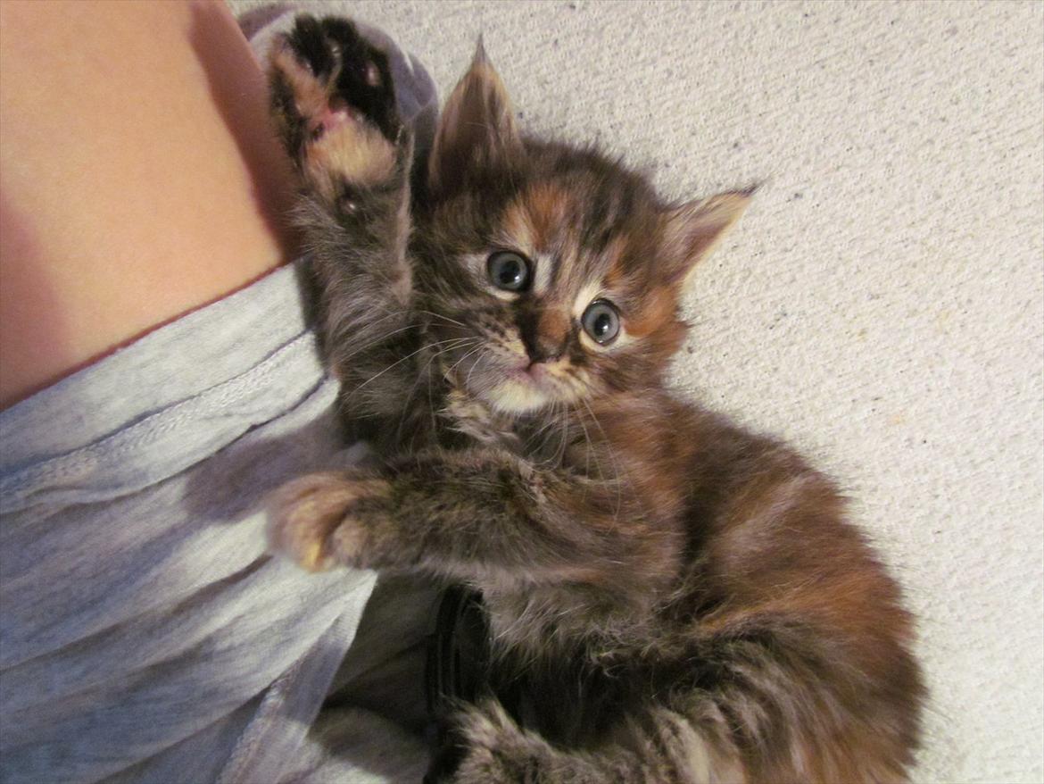 Maine Coon Bailey billede 6