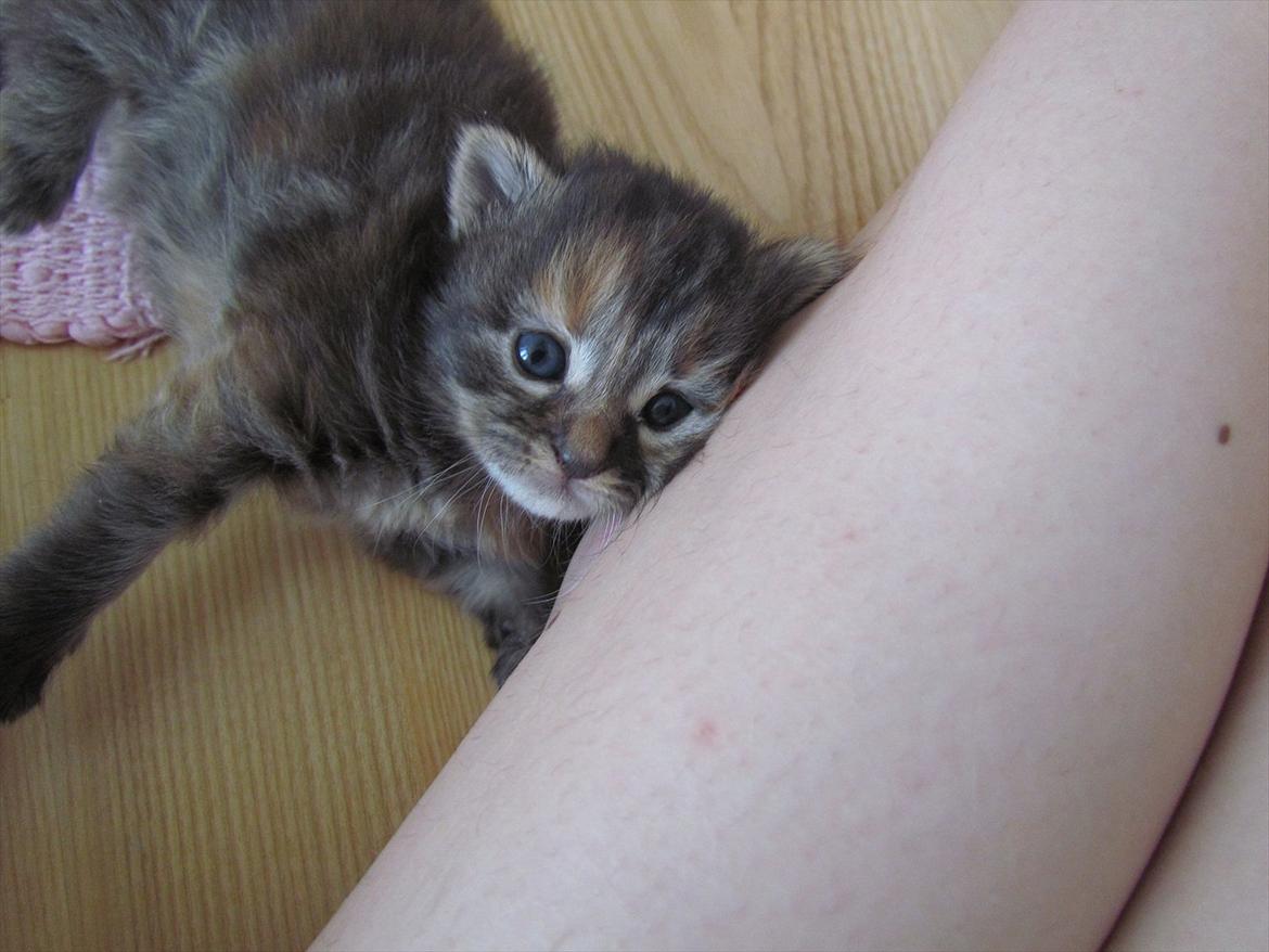 Maine Coon Bailey - Der ligger hun vist dejligt :3 billede 7