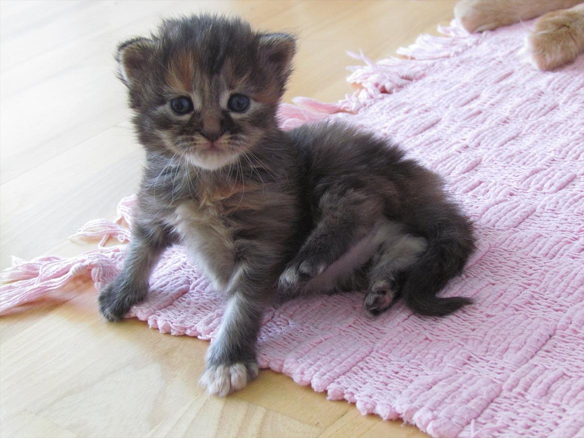 Maine Coon Bailey billede 8