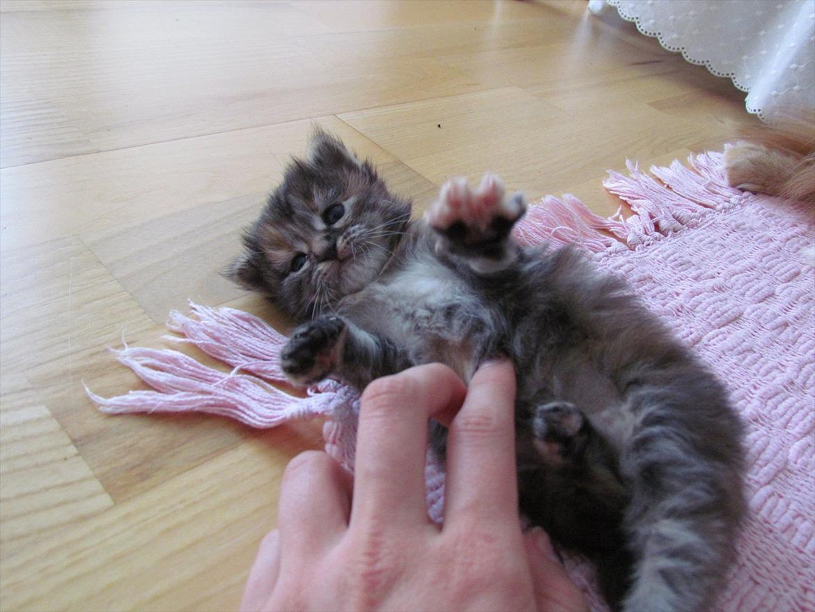 Maine Coon Bailey billede 9