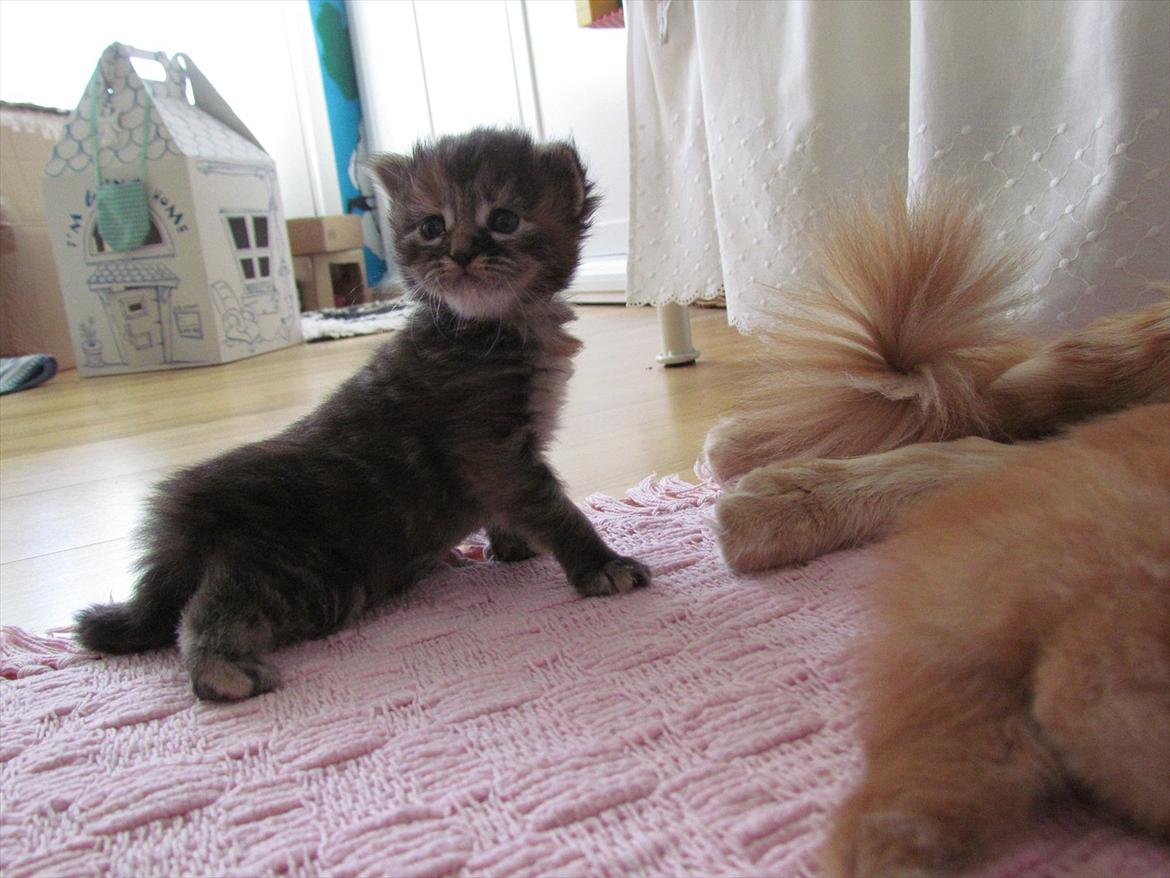 Maine Coon Bailey - Jeg tror hun har fået øje på et eller andet xD  billede 12