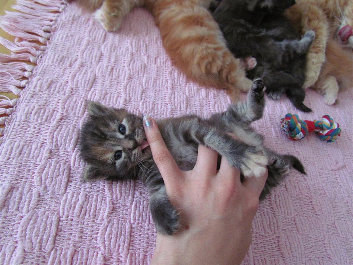 Maine Coon Bailey - Slurp, omenomenom. billede 13