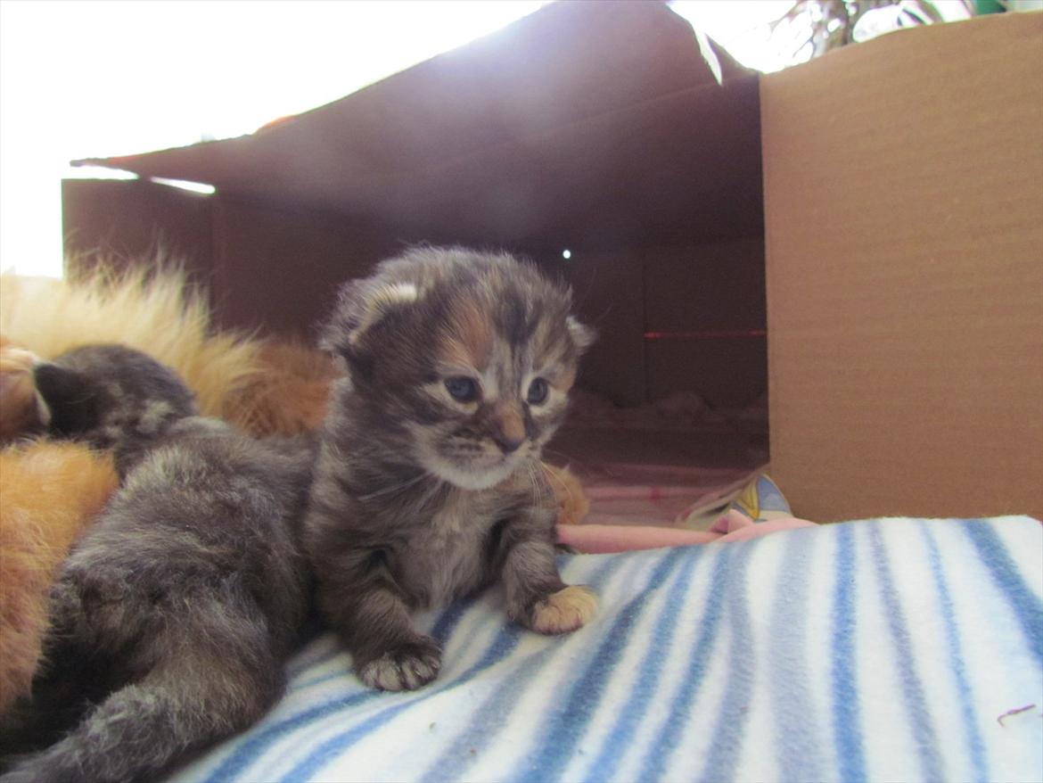 Maine Coon Bailey billede 15