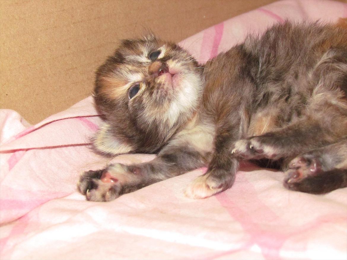 Maine Coon Bailey billede 16