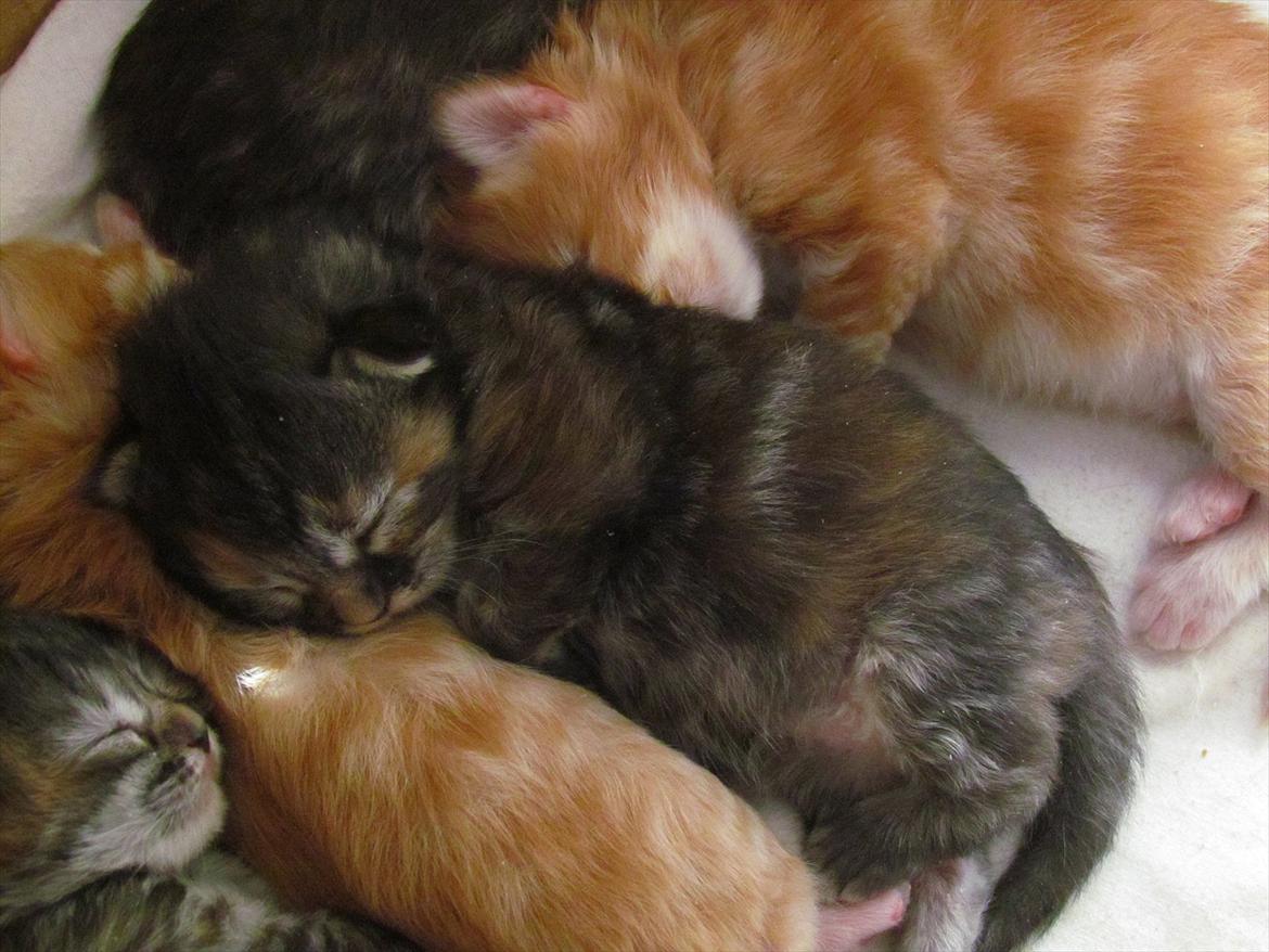 Maine Coon Bailey billede 17