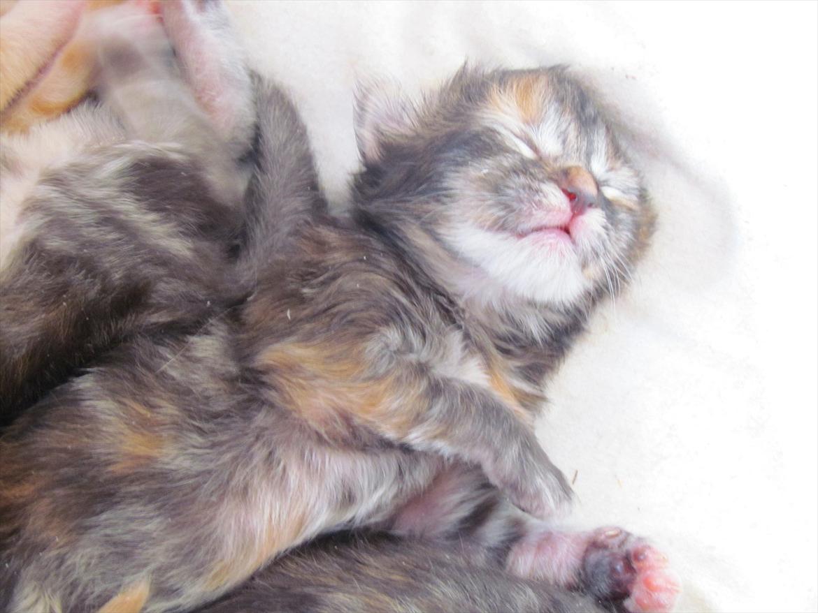 Maine Coon Bailey - Hun har så fine farver! :D billede 18