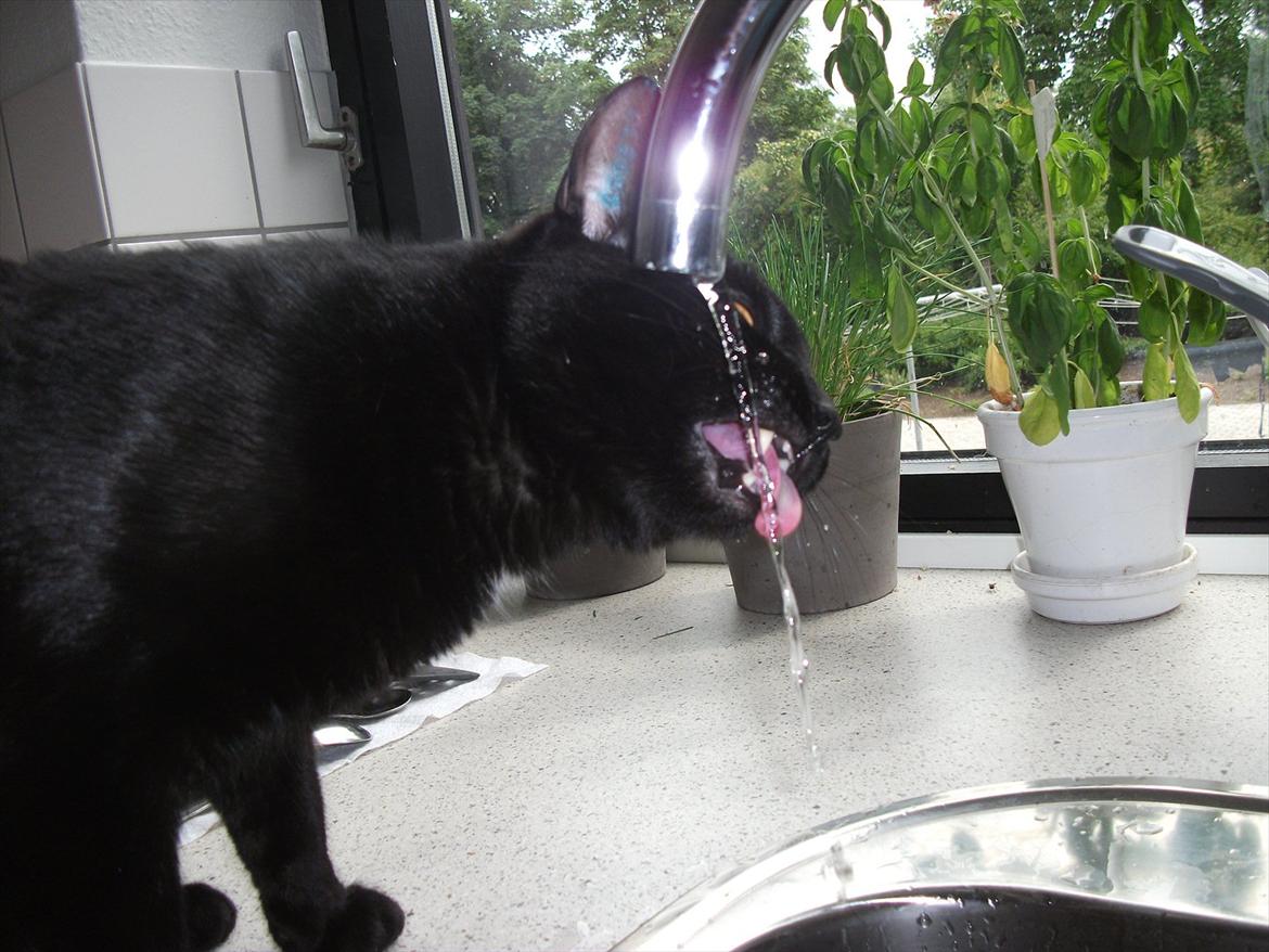 Huskat Blackie billede 14