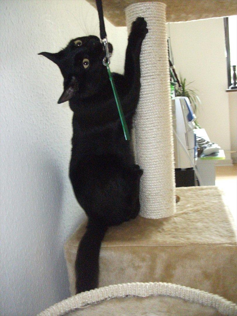 Huskat Blackie billede 16