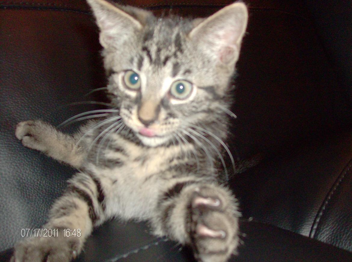 Huskat Prince billede 2