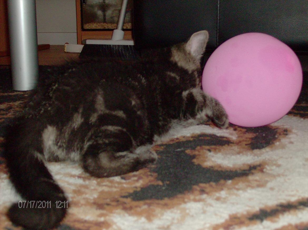 Huskat Prince billede 12