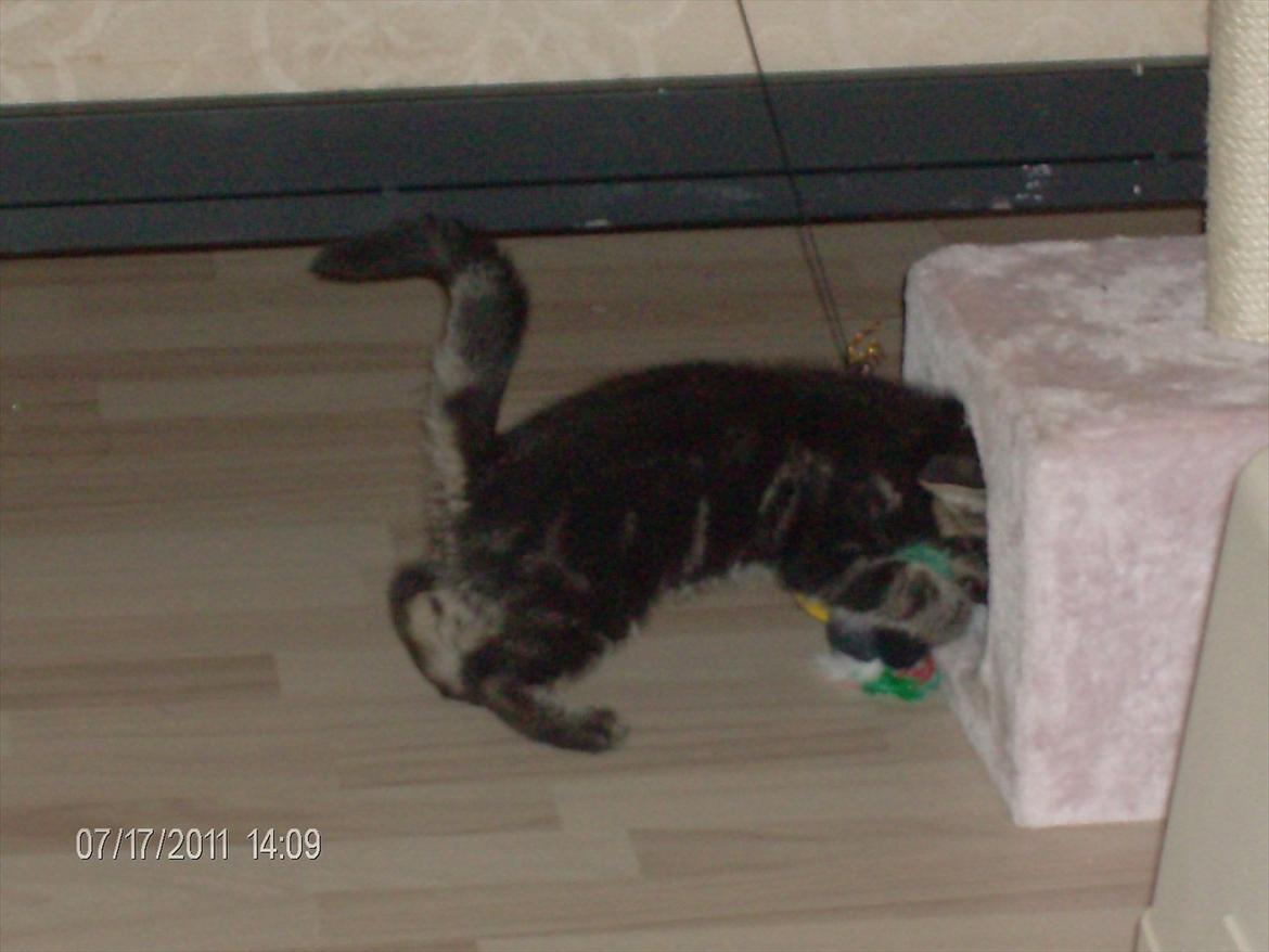 Huskat Prince billede 9