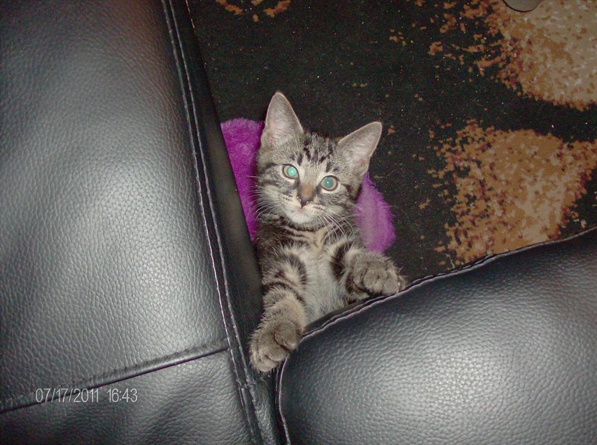 Huskat Prince billede 4