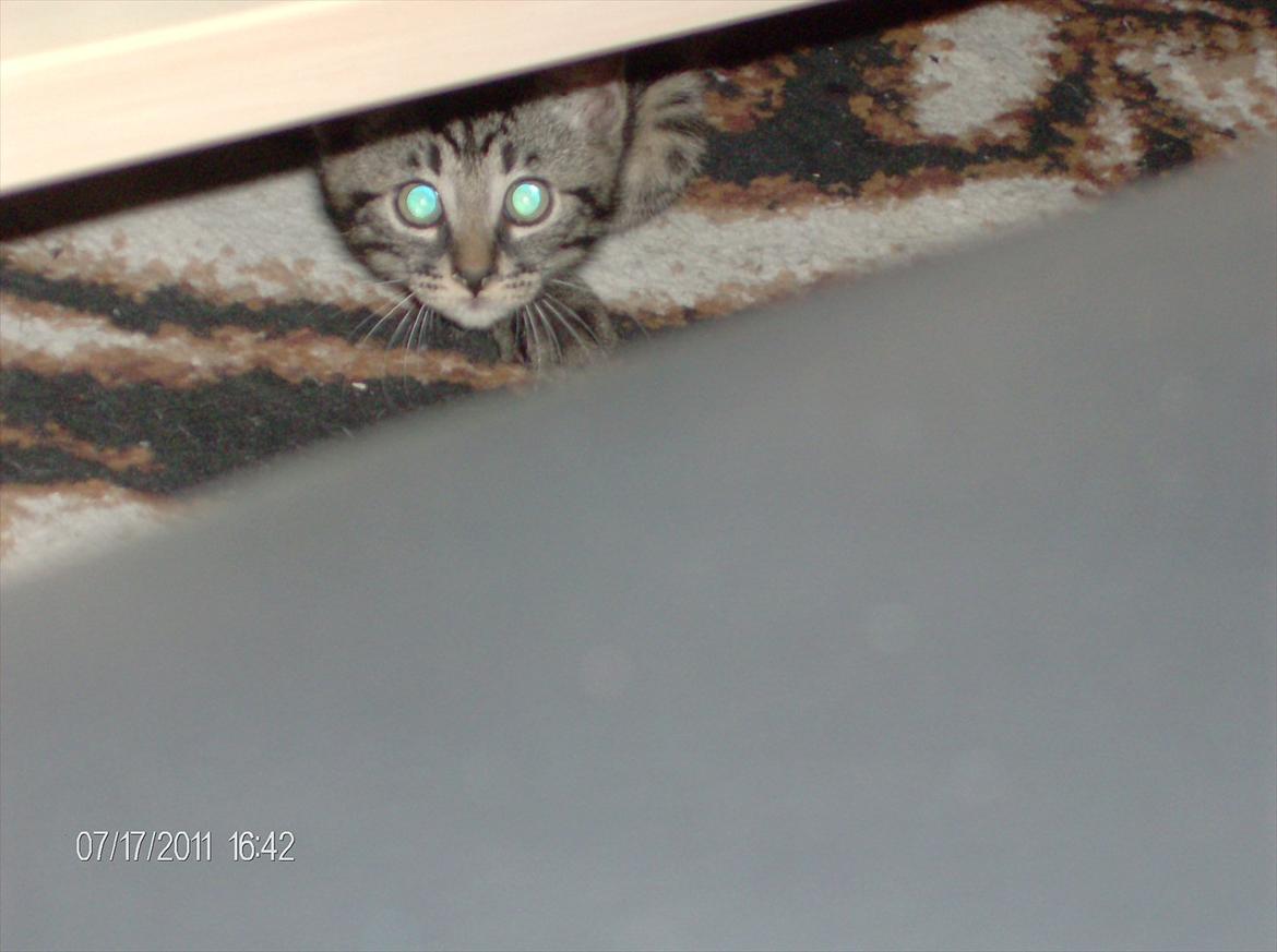 Huskat Prince billede 7