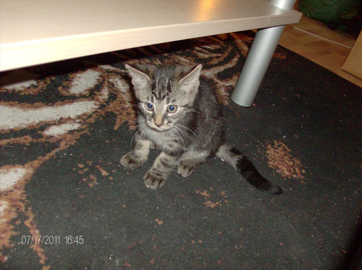 Huskat Prince billede 14