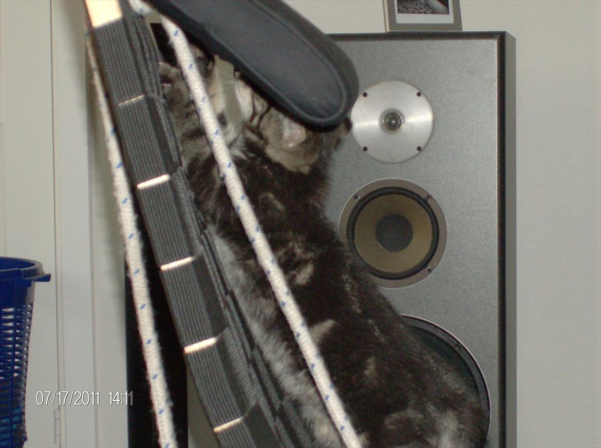 Huskat Prince billede 13