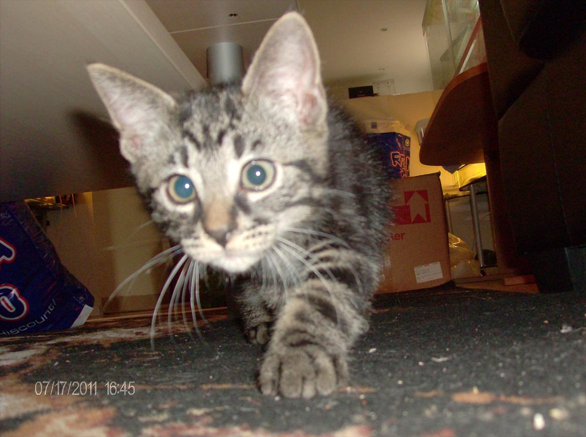 Huskat Prince billede 3