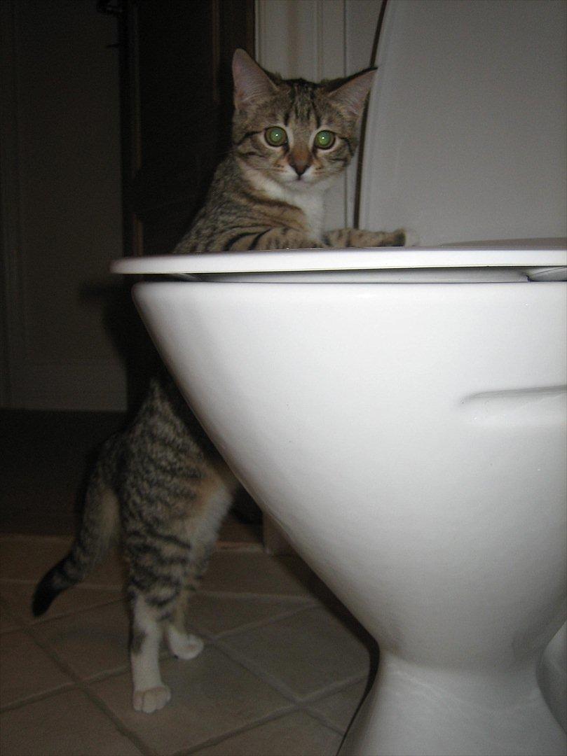 Huskat Charlie - det der vand i toilettet er altså lidt spændende :D billede 1