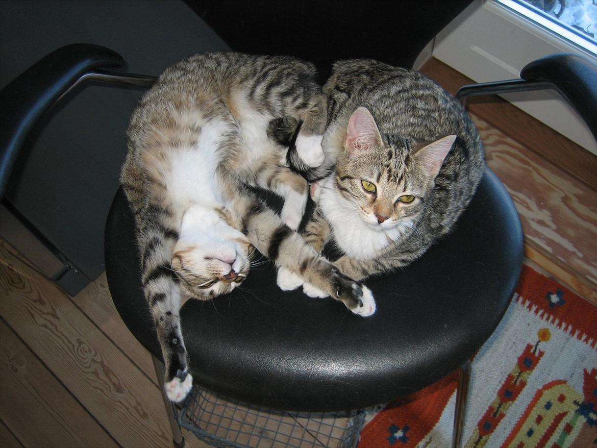 Huskat Charlie - jeg kan godt lide min søster !! :D  billede 2