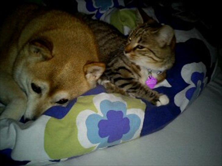 Huskat Charlie - her ligger hun med Zennmai vores nu afdøde hund. billede 3