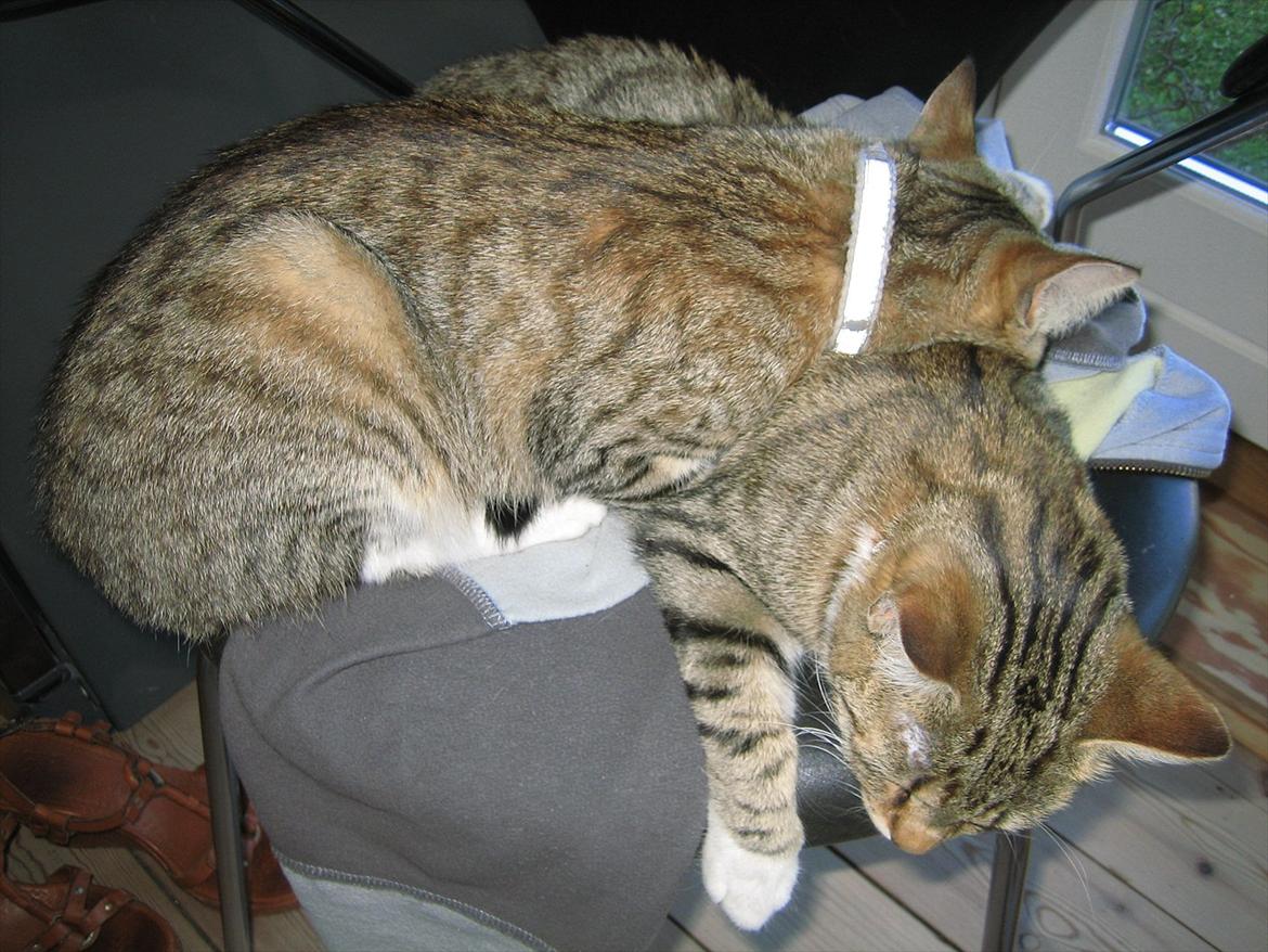 Huskat Charlie - Jeg kan godt lide min søster !! :D billede 4