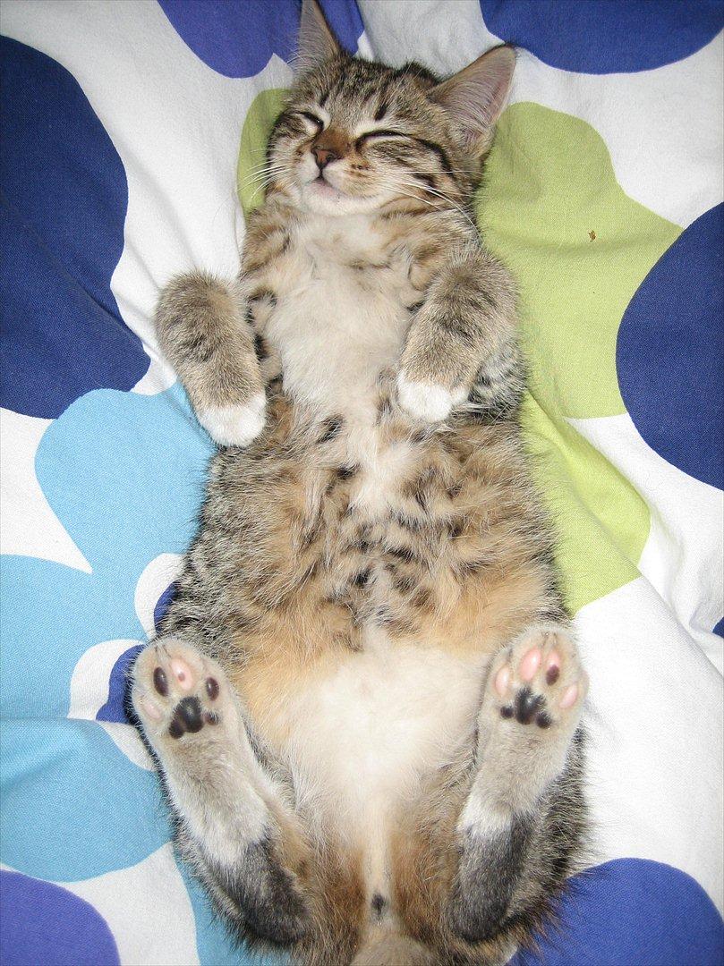 Huskat Charlie - her ligger hun i sengen aller første aften hos os. billede 5