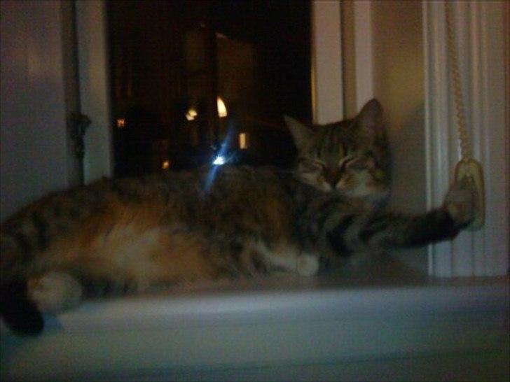 Huskat Charlie - ligger og hygger i vinduskarmen :D billede 6