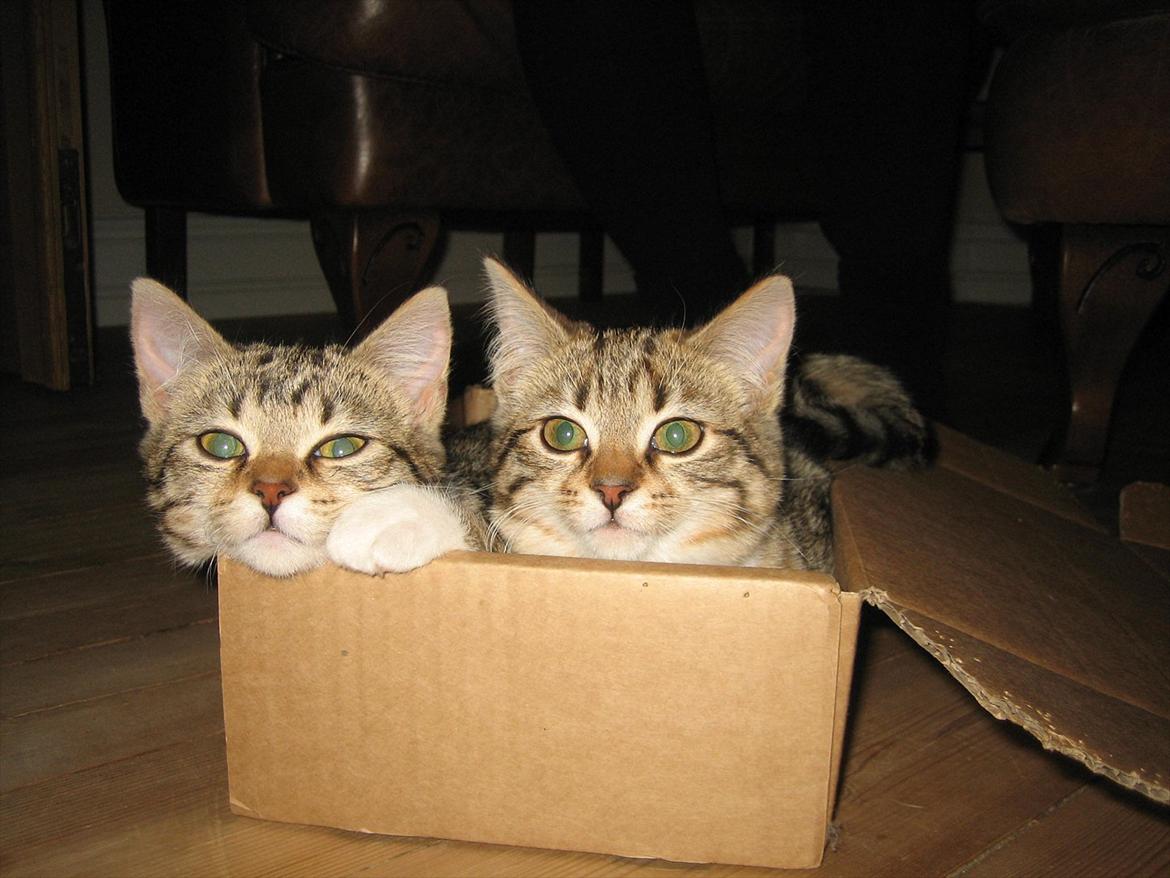 Huskat Charlie - Jeg kan godt lide min søster !! :D billede 7