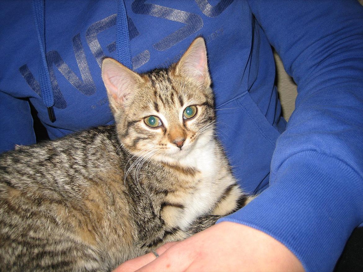 Huskat Charlie billede 8