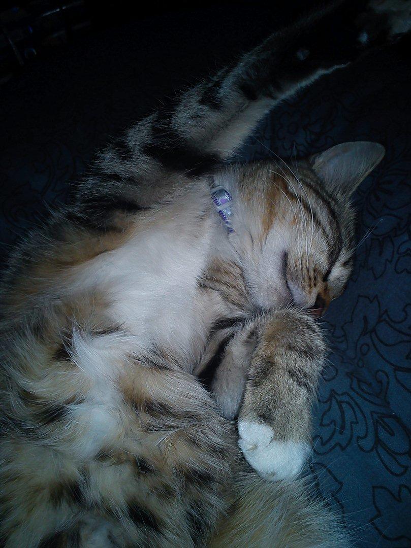 Huskat Charlie - her ligger vi og hygger i en dejlig blød seng :D billede 9