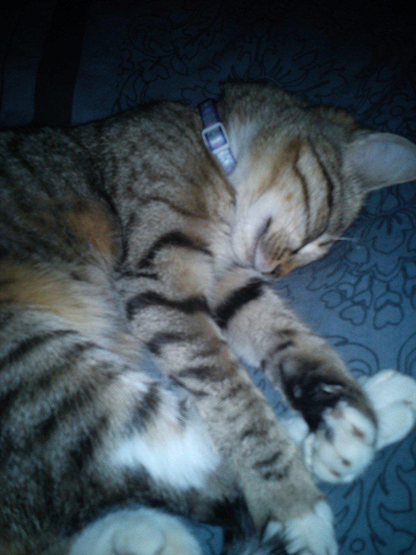 Huskat Charlie - her ligger vi og hygger i en dejlig blød seng :D billede 10