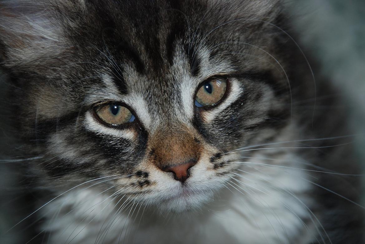 Norsk Skovkat | Frida  - Billed 1. Foto: Mig selv (Johanne Nolte Photography) billede 1