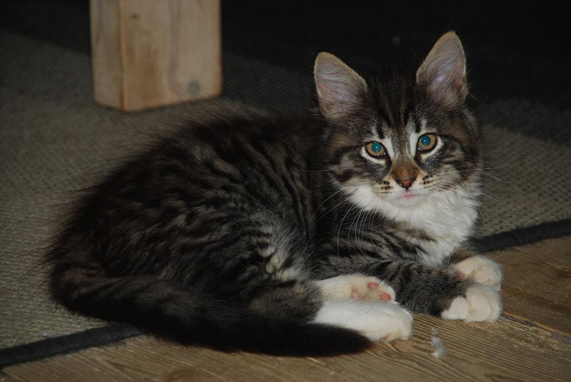 Norsk Skovkat | Frida  - Billed 2. Foto: Mig selv (Johanne Nolte Photography) billede 2