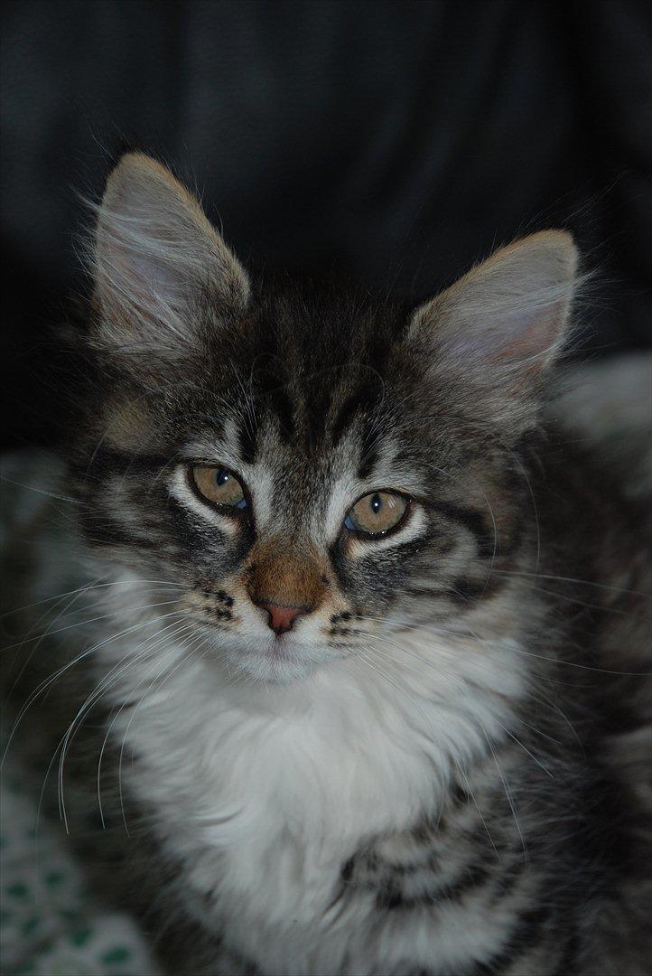 Norsk Skovkat | Frida  - Billed 3. Foto: Mig selv (Johanne Nolte Photography) billede 3