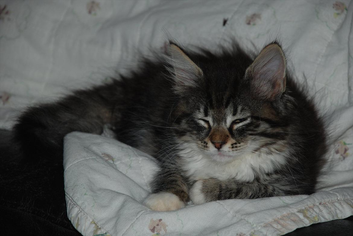 Norsk Skovkat | Frida  - Billed 4. Foto: Mig selv (Johanne Nolte Photography) billede 4